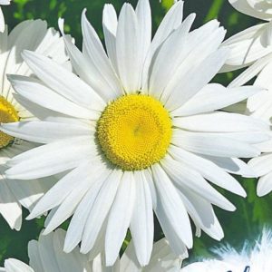 Нивяник Аляска* 0,1 г серия Устойчив к заморозкам !