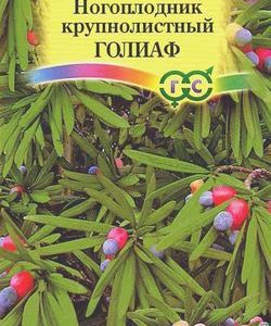 Ногоплодник круглолистный Голиаф 3 шт.