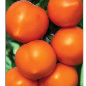 Томат Утенок 0,1 г Н10