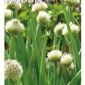 Лук алтайский Альвес 0,5 г