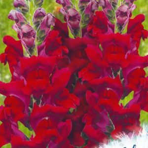 Львиный зев Кримсон вельвет*(Антирринум) 0,1 г серия Устойчив к заморозкам !