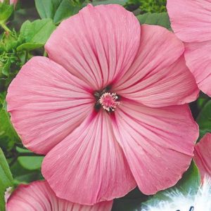 Лаватера Монт Розе 0,5 г серия Устойчив к заморозкам !