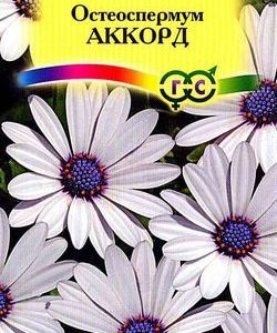 Остеоспермум Аккорд (белый) 0,1 г