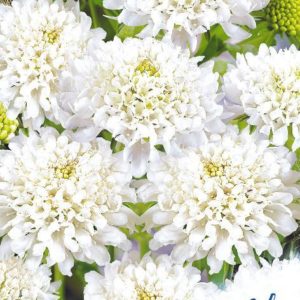 Скабиоза пурпурная Хрусталь, махр. 0,5 г серия Устойчив к заморозкам ! DH