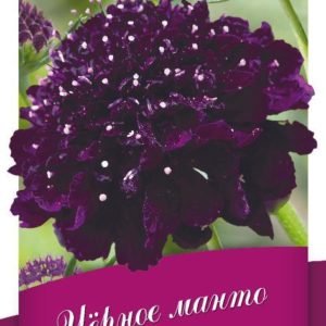 Скабиоза пурпурная Чёрное манто, махр. 0,5 г серия Блэк