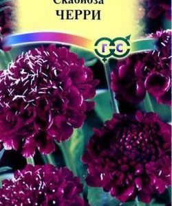 Скабиоза пурпурная Черри, махр. 0,5 г Н9