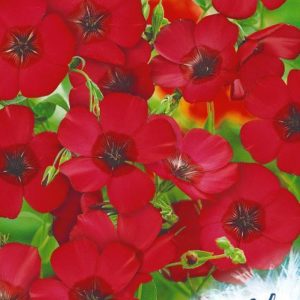 Лен Рубрум, крупноцв. 0,5 г серия Устойчив к заморозкам !