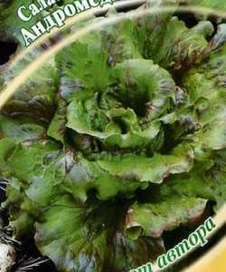 Салат Андромеда 1,0 г кудрявый автор. Н9
