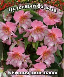 Бегония Венера F1 амп. гранул. 4 шт.пробирка сер. Чудесный балкон