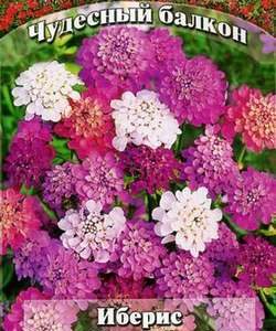 Иберис Кельтский узор 0,2 г серия Чудесный балкон Н10