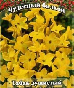 Табак Солнечный зайчик крылатый* 0,1 г Н10 сер. Чудесный балкон