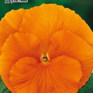 Виола Апельсиновый фреш, Виттрока (Анютины глазки)* 0,1 г Уд. с.