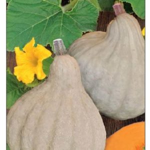 Тыква Изящная 2,0 г