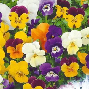 Виола Лесные эльфы, рогатая* 0,01 г серия Устойчив к заморозкам ! DH