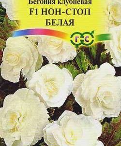 Бегония Нон-стоп белая F1 гранул. 4 шт. пробирка Н10