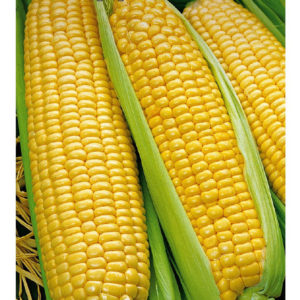 Кукуруза Государь F1 5 г Н10
