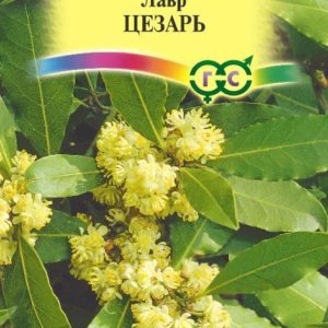 Лавр благородный Цезарь 3 шт. Н10