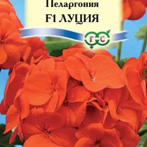 Пеларгония Луция F1зональная* 4 шт. Н10