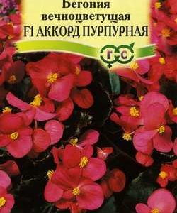 Бегония Аккорд Пурпурная F1 вечноцв. гранул. 5 шт. пробирка Н10