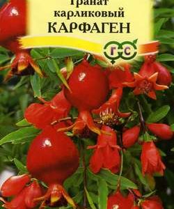 Гранат карликовый Карфаген* 5 шт. Н10