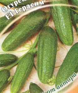 Огурец Герасим F1 10 шт. корнишон автор.Н10