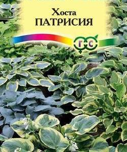 Хоста Патрисия, смесь 5 шт. Н10