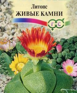 Литопс Живые Камни* 10 шт