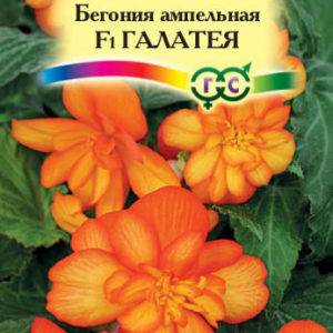 Бегония Галатея F1 амп. гранул. 4 шт. пробирка Н10