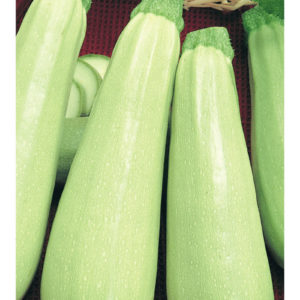 Кабачок Сосновский 2,0 г