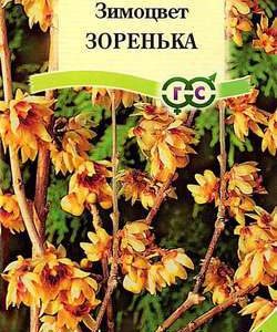 Зимоцвет ранний Зоренька 3 шт.