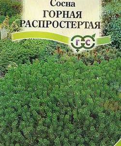 Сосна горная распростертая 3 шт.