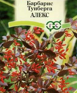 Барбарис Тунберга Алекс 0,2 г Н10
