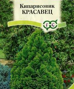 Кипарисовик тупой Красавец* 0,1 г Н10