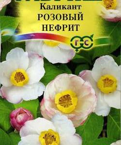 Каликант китайский Розовый нефрит 3 шт. Н10