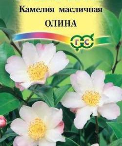 Камелия масличная Олина 3 шт. Н10
