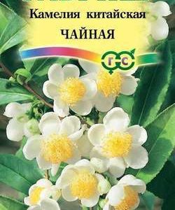 Камелия китайская Чайная 3 шт. Н10