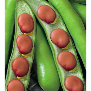 Бобы Белорусские 10 шт. сер. Традиция Н11