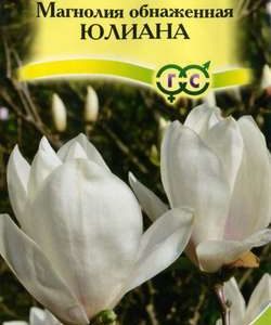 Магнолия обнаженная Юлиана 3 шт. Н10