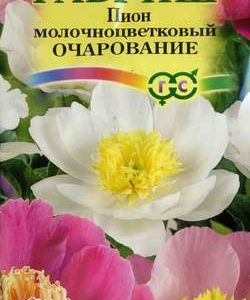 Пион молочноцветковый Очарование 3 шт. Н10