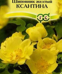 Шиповник желтый Ксантина* 0,1 г Н10