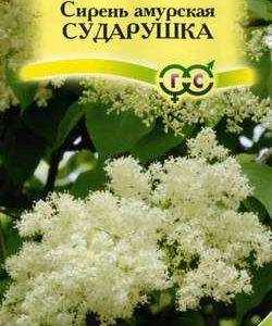 Сирень амурская Сударушка* 0,1 г Н10