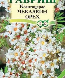 Ксантоцерас Чекалкин орех 3 шт. Н10