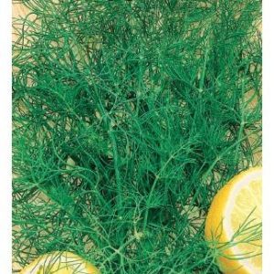 Укроп Супердукат ОЕ 3,0 г сер. Традиция Н11