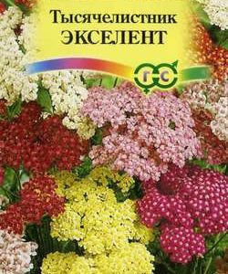 Тысячелистник Экселент *, смесь 0,1 г Н11