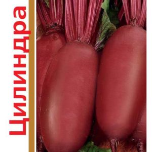 Свекла Цилиндра серия 1+1/5,0 г Н11