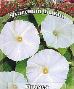Ипомея Лаки стар 0,5 г серия Чудесный балкон Н10