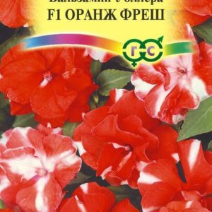 Бальзамин Оранж фреш Уоллера махр. F1* 5 шт