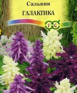 Сальвия Галактика* карликовая, смесь 8 шт Н11