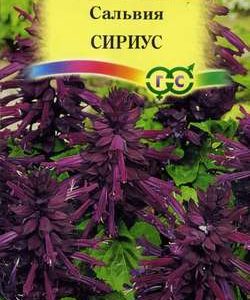 Сальвия Сириус* карликовая 5 шт Н11