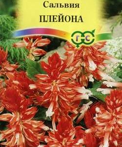 Сальвия Плейона* карликовая 5 шт Н11